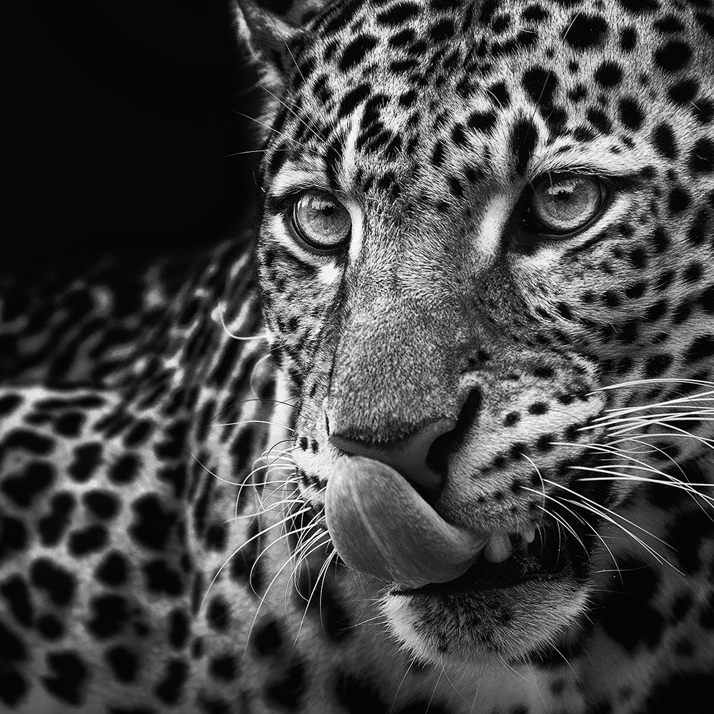 ANIMAL_NEW_VIGNETTE